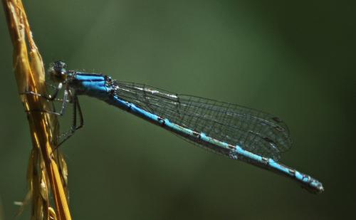Enallagma cyathigerum
